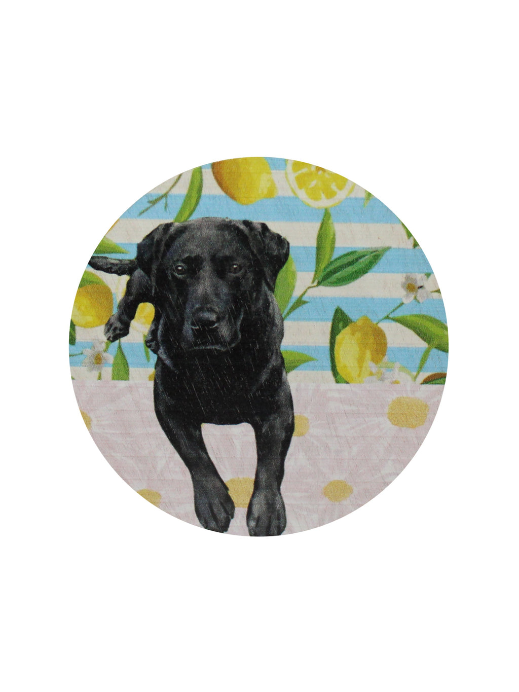 Sand + Paws Tropical Citrus 12 oz scented candle | Shop Sand + Paws