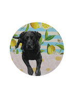 Sand + Paws Tropical Citrus 12 oz scented candle | Shop Sand + Paws