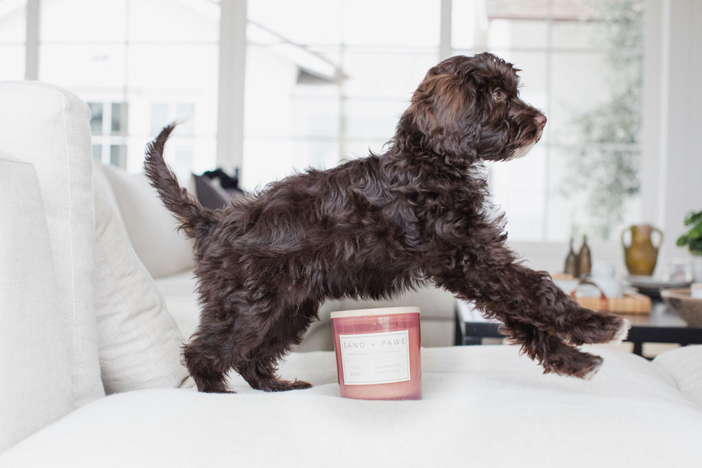Sand + Paws Goji Berry 21 oz scented candle | Shop Sand + Paws
