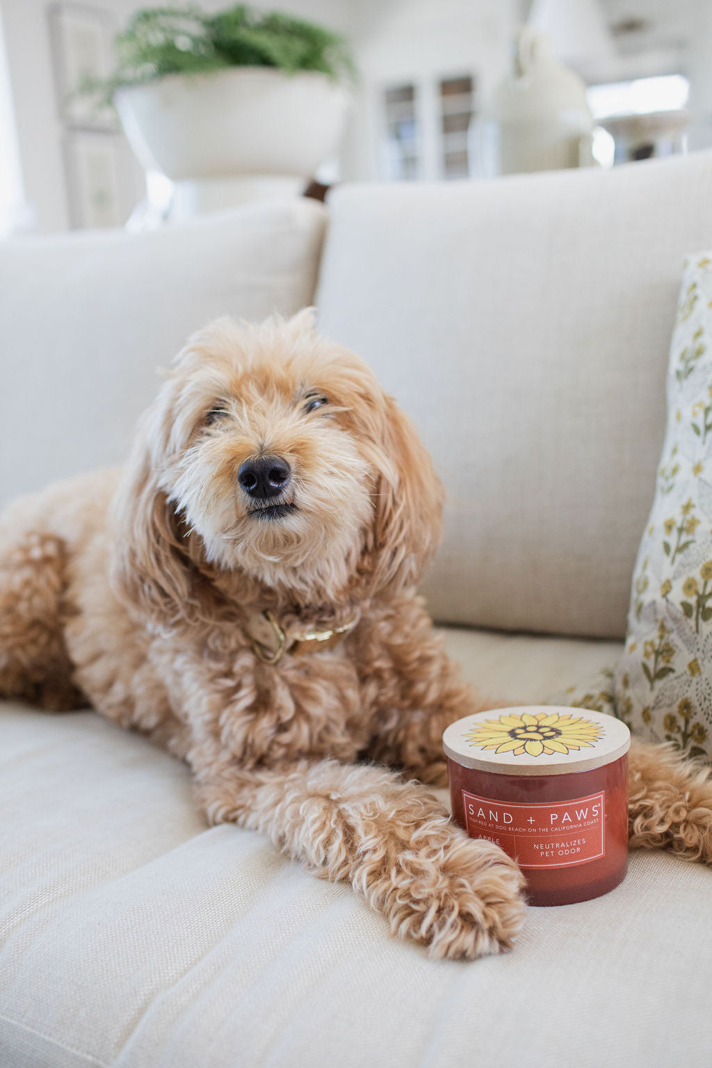 Sand + Paws Apple Spice 12 oz scented candle | Shop Sand + Paws
