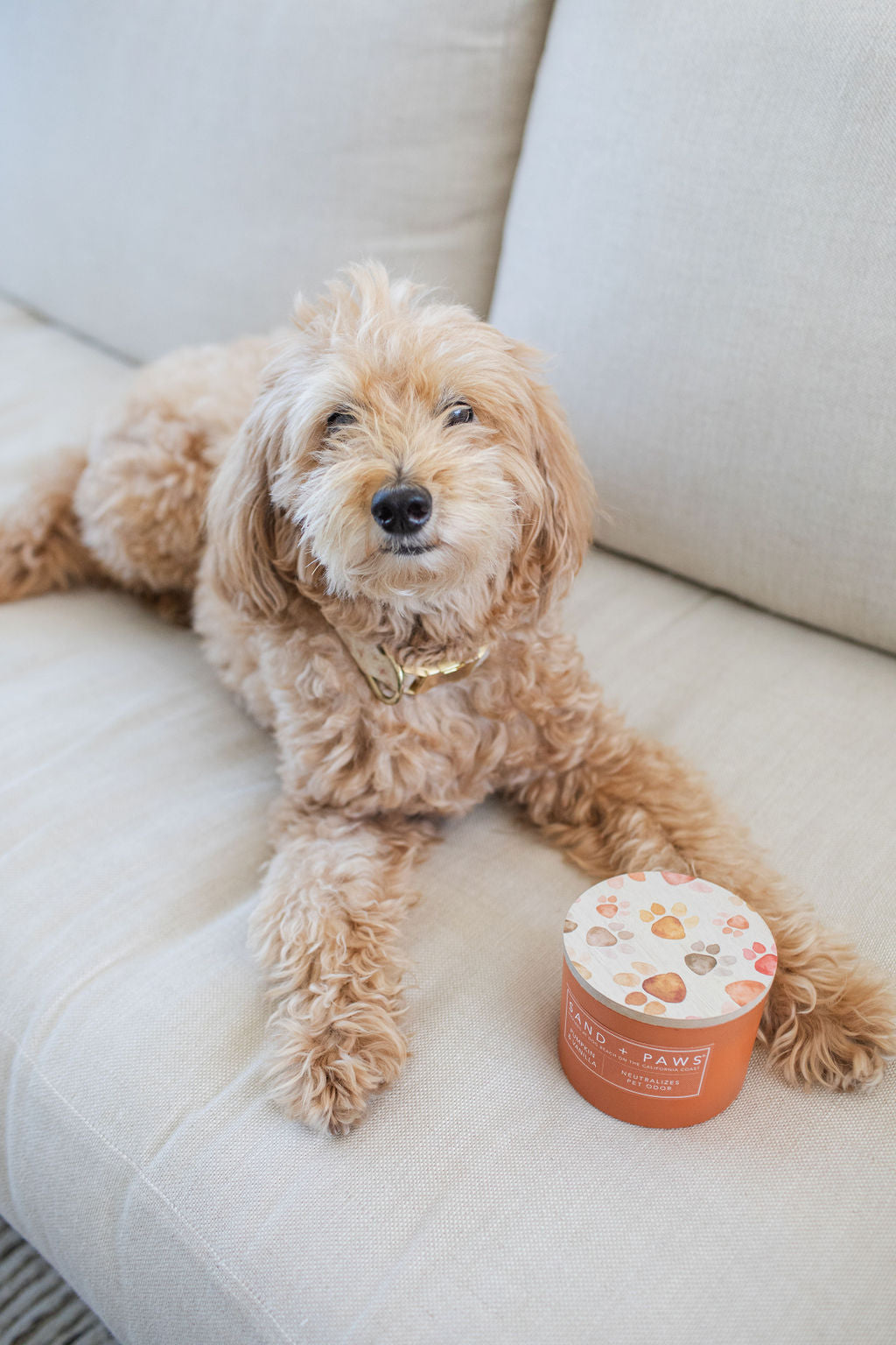 Sand + Paws Pumpkin & Vanilla 12 oz scented candle | Shop Sand + Paws
