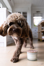 Sand + Paws Spiced Gingerbread 12 oz scented candle