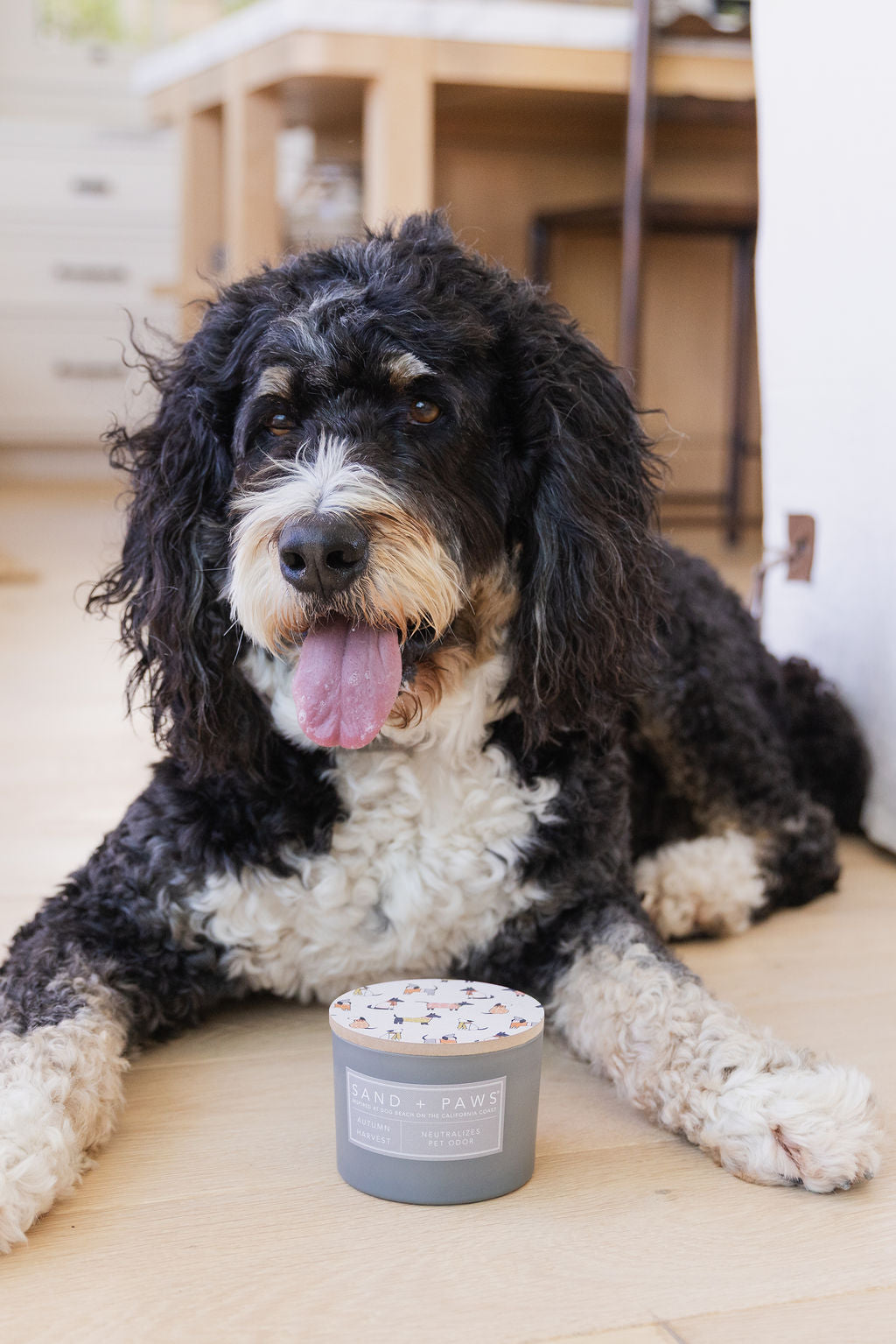 Sand + Paws Autumn Harvest 12 oz scented candle | Shop Sand + Paws
