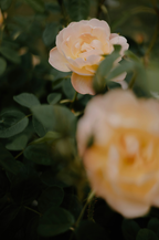 Rose of Nowhere 50ml Perfume Oil Rollerball | Shop Sand + Fog
