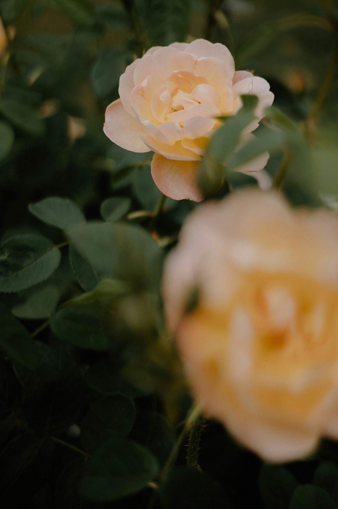 Rose of Nowhere 50ml Perfume Oil Rollerball | Shop Sand + Fog