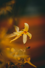 Summer Jasmine 50ml Perfume Oil Rollerball | Shop Sand + Fog