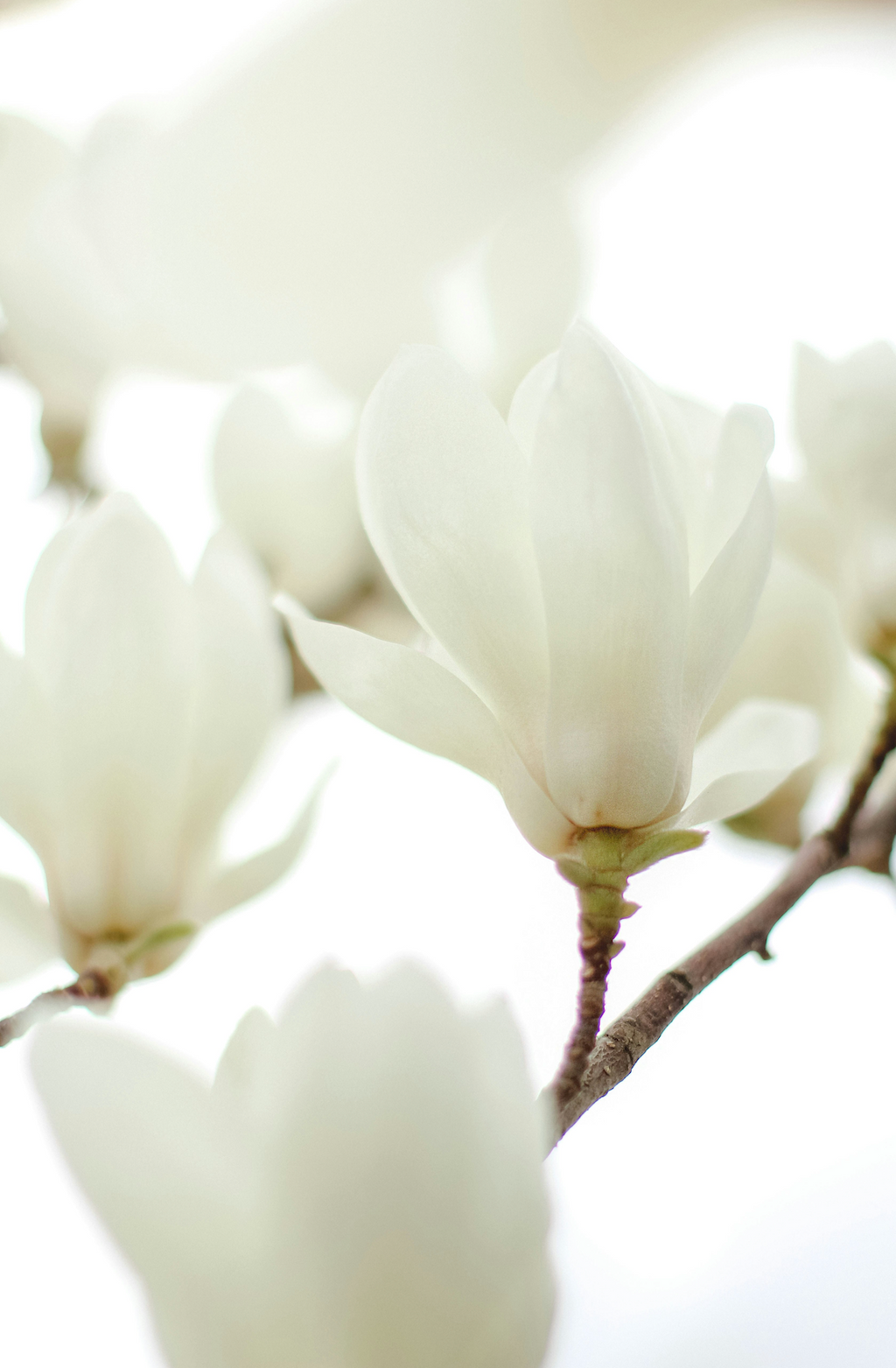 Ivory Bloom 50 ml Perfume Oil Rollerball | Shop Sand + Fog