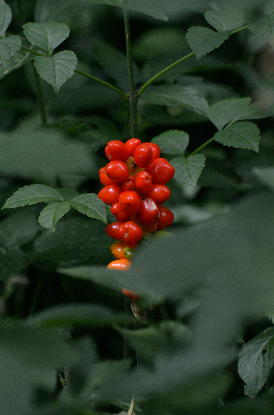 Berry Currant 100 ml Reed Diffuser | Shop Sand + Fog