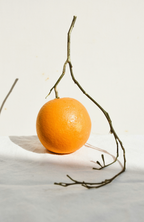 Citrus & Sandalwood 10 oz scented candle | Shop Sand + Fog