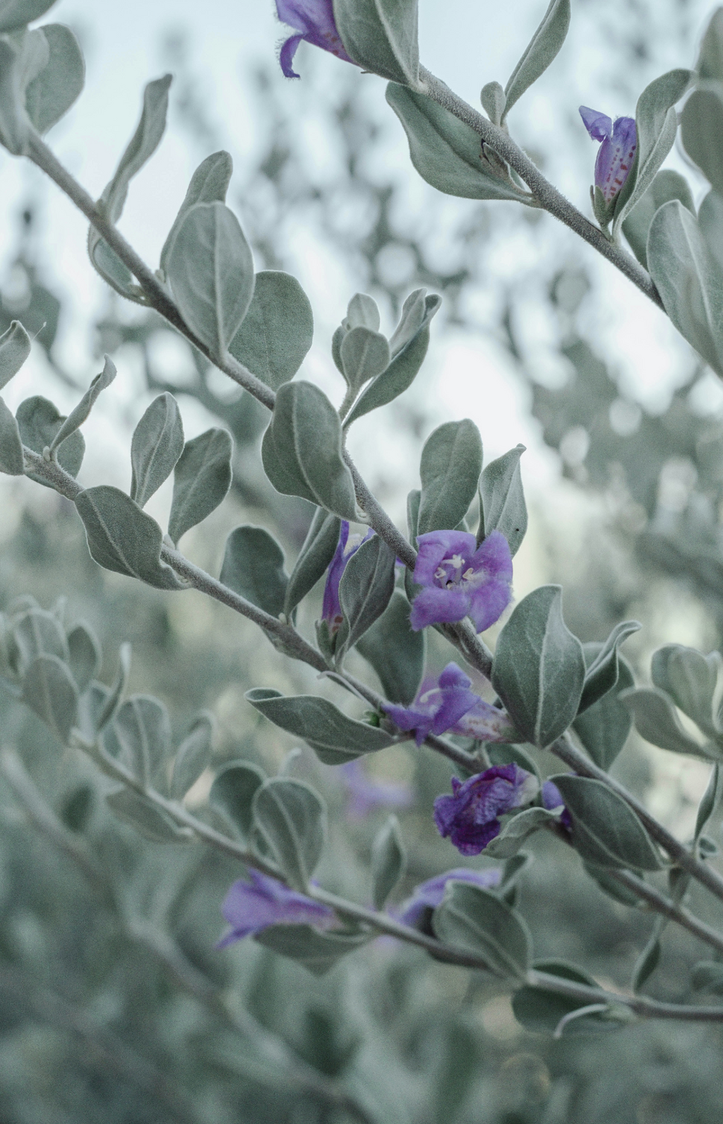 Eucalyptus & Lavender 11 oz scented candle