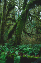 Fern & Moss 10 oz scented candle | Shop Sand + Fog