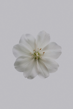 Fresh Jasmine 180 ml Reed Diffuser | Shop Sand + Fog