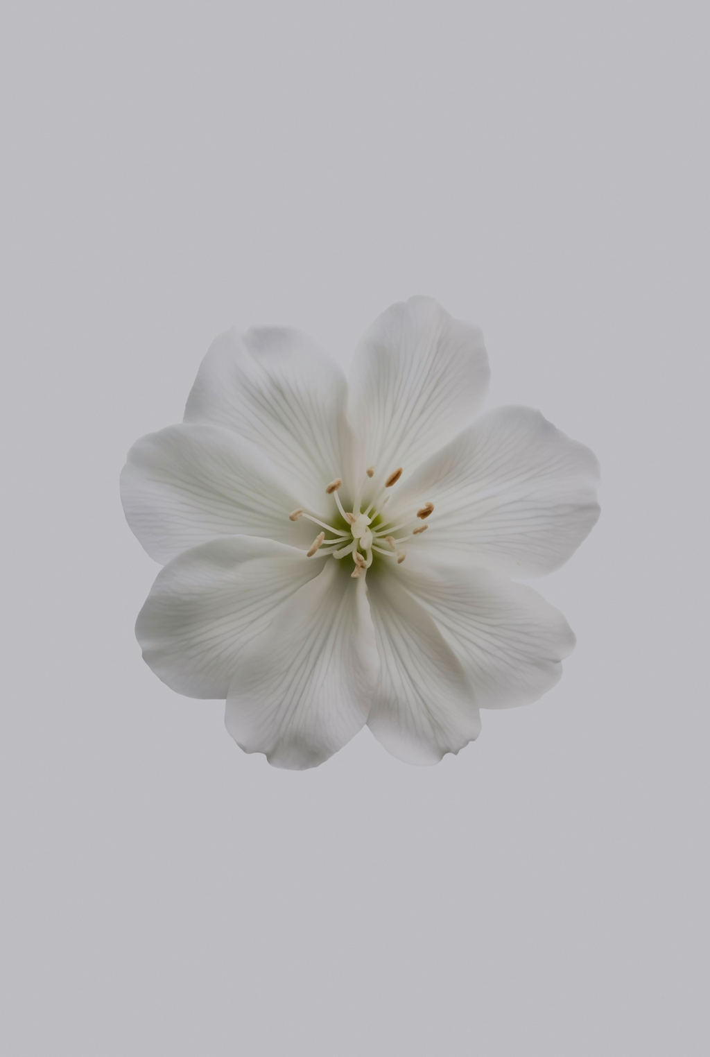 Fresh Jasmine 12 oz scented candle | Shop Sand + Fog