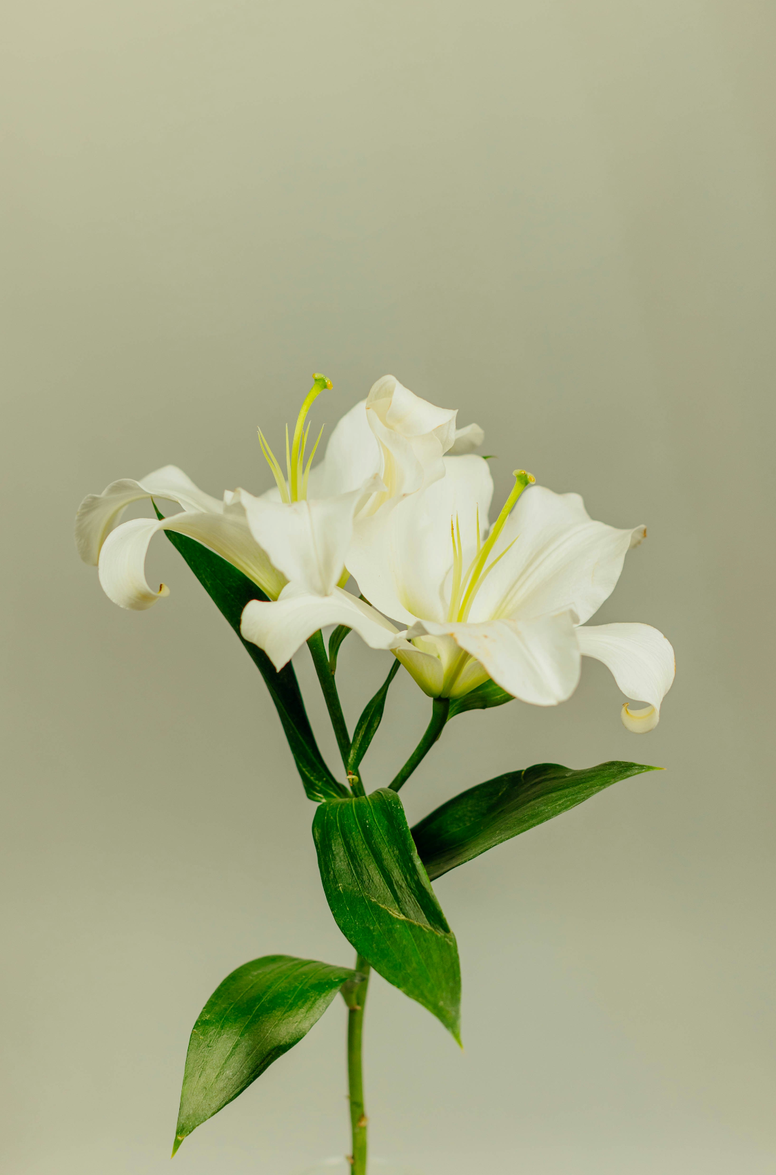 Gardenia Natural Home 7 oz scented candle