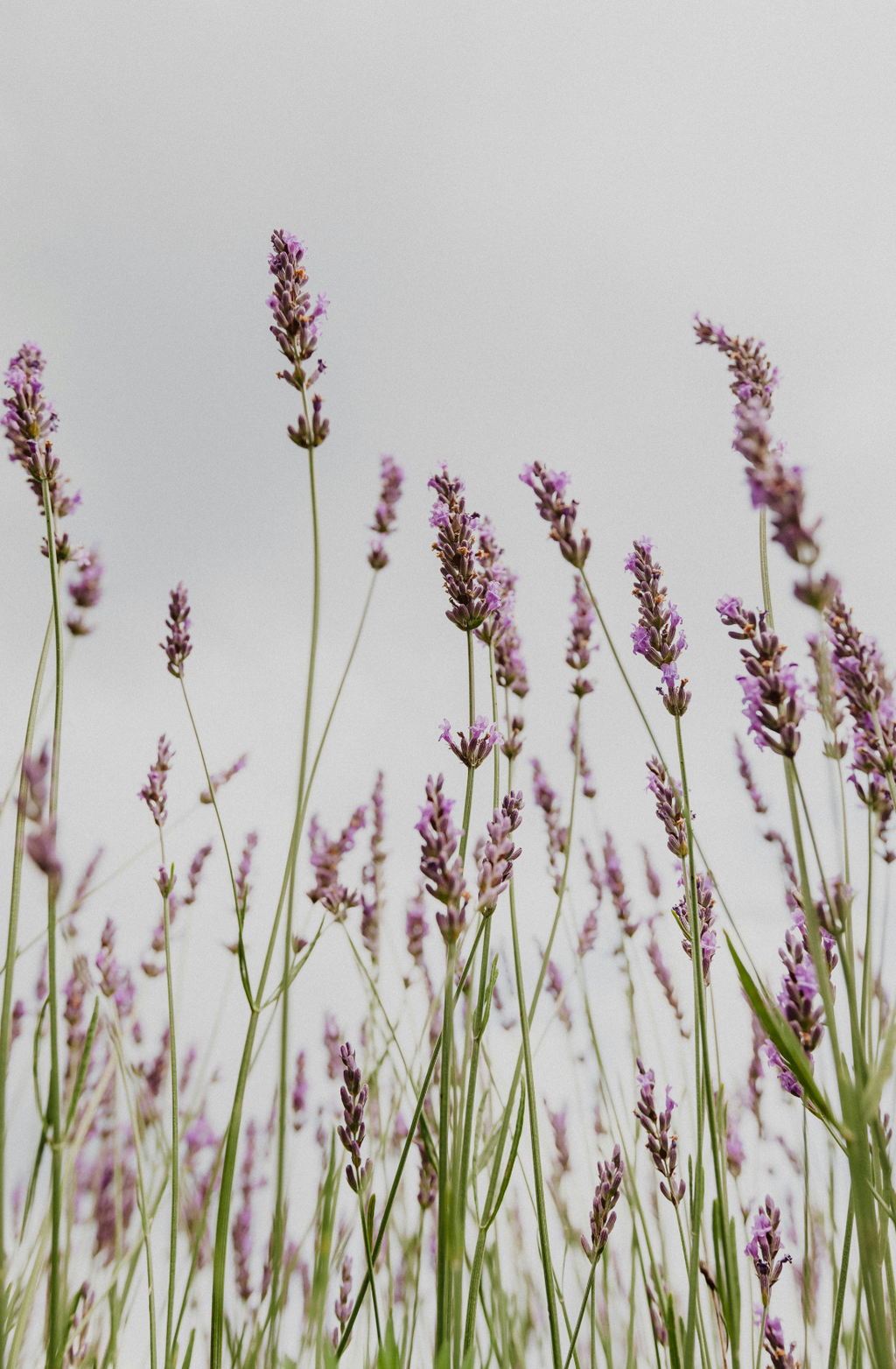 Lavender 12 oz scented candle | Shop Sand + Fog