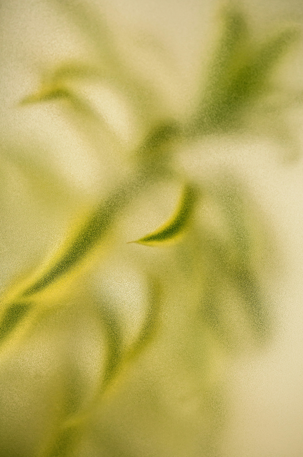Lemongrass 12 oz scented candle | Shop Sand + Fog