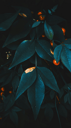 Midnight Blue Citrus 12 oz scented candle | Shop Sand + Fog