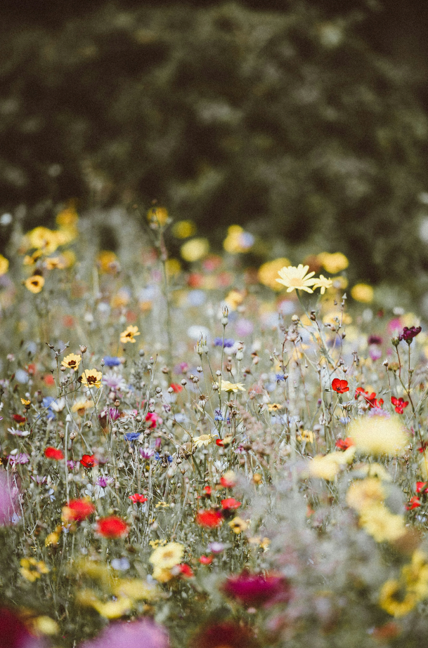 Wild Flowers 12 oz scented candle | Shop Sand + Fog
