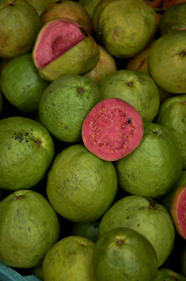 Paradise Guava 12 oz scented candle | Shop Sand + Fog