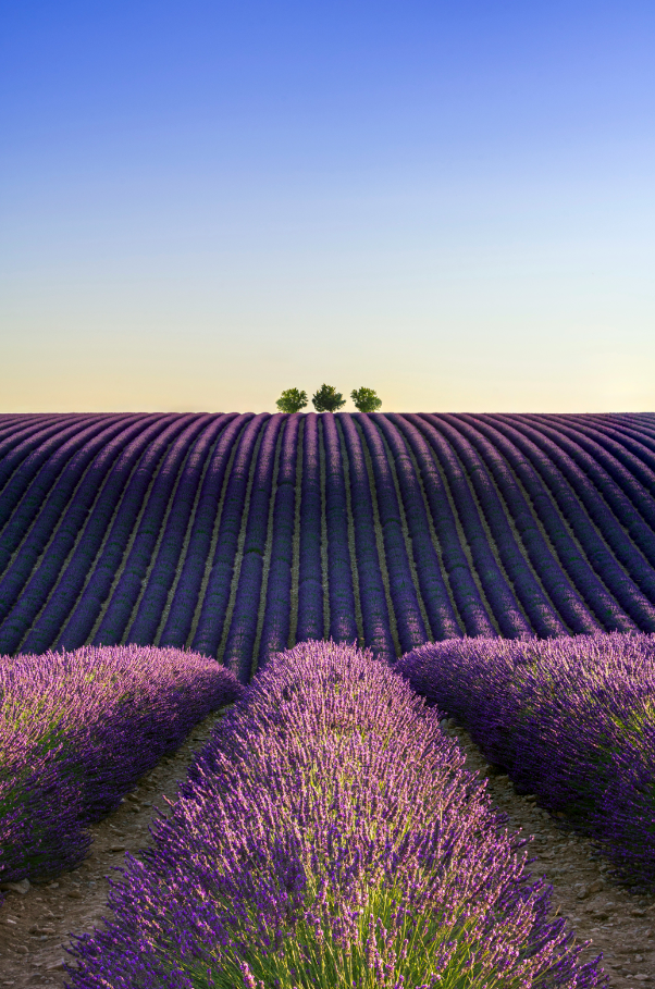 Provence Lavender & Woods 10 oz scented candle | Shop Sand + Fog