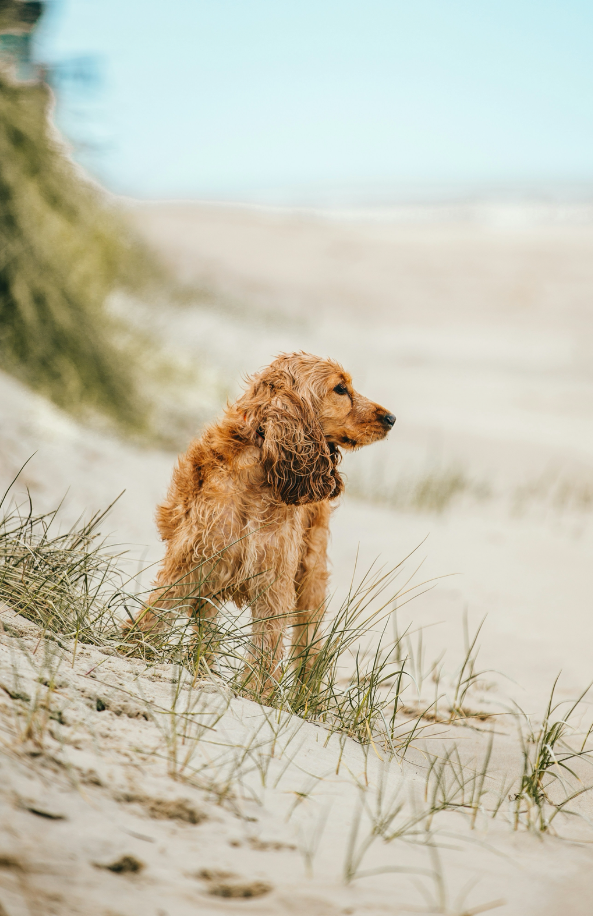 Sand + Paws Sun-n-Fun 12 oz scented candle | Shop Sand + Paws