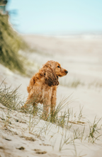 Sand + Paws Sun-n-Fun 12 oz scented candle | Shop Sand + Paws