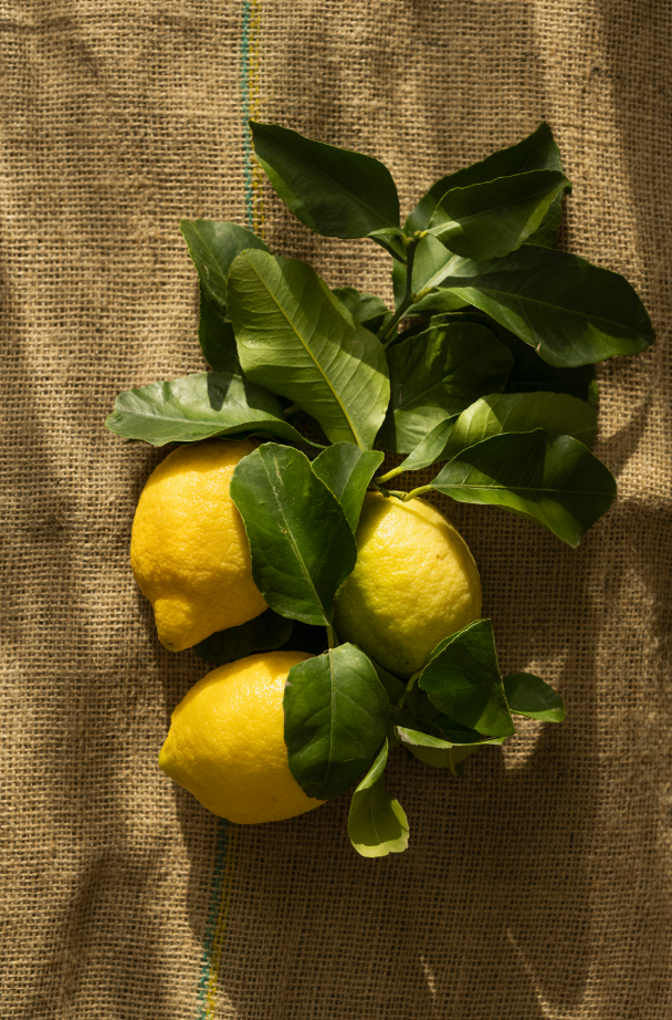 Olive Lemon 12 oz scented candle | Shop Sand + Fog