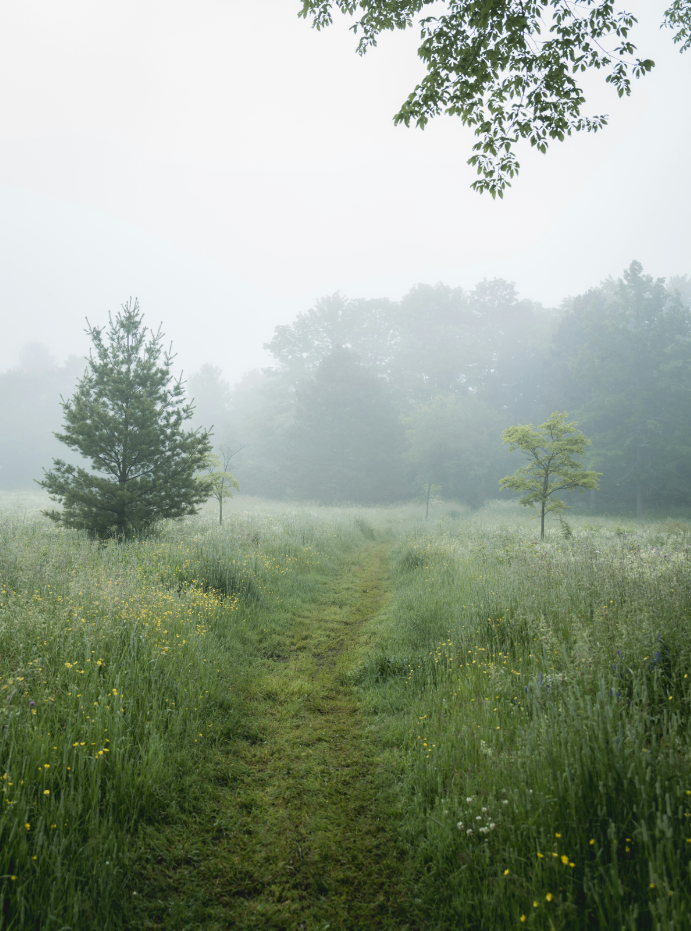 Morning Mist 50 ml Perfume Oil Dropper | Shop Sand + Fog