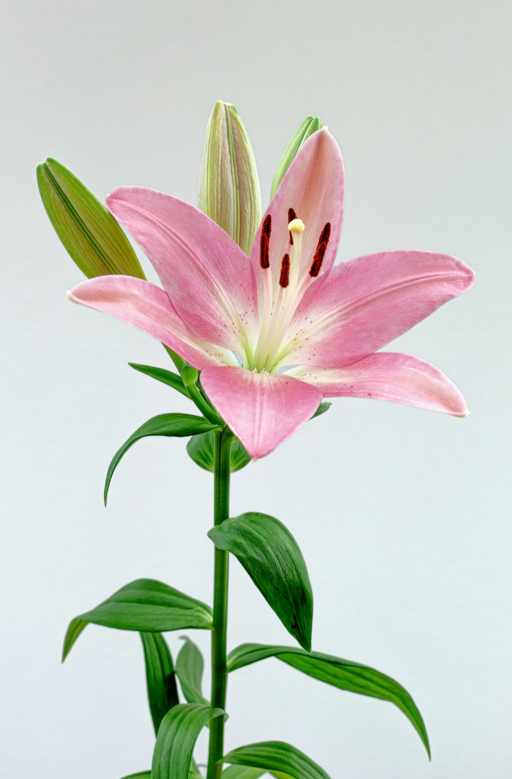Peony & Lily 50 ml Perfume Oil Dropper | Shop Sand + Fog