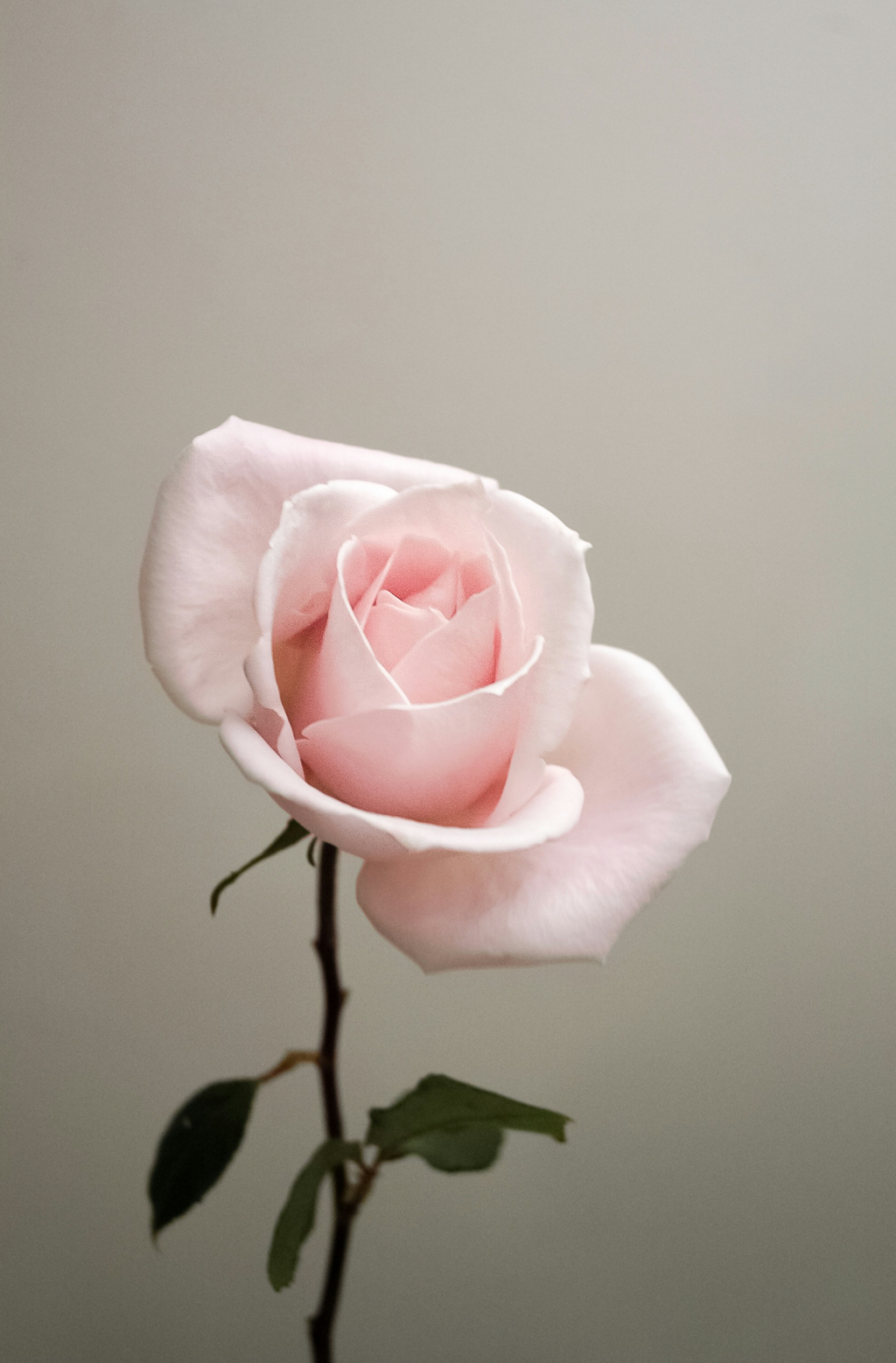 Sweet Rose 50 ml Perfume Oil Dropper | Shop Sand + Fog