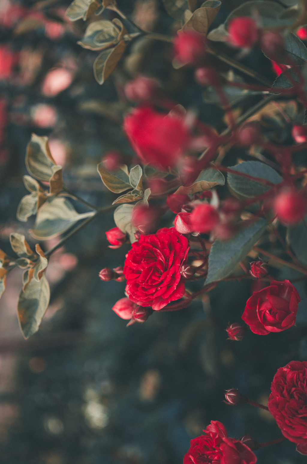 Rose & Pear 50 ml Perfume Oil Dropper | Shop Sand + Fog
