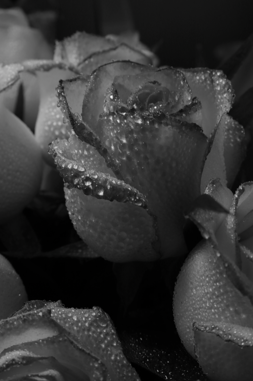 Rose Dew 50ml Perfume Oil Dropper | Shop Sand + Fog