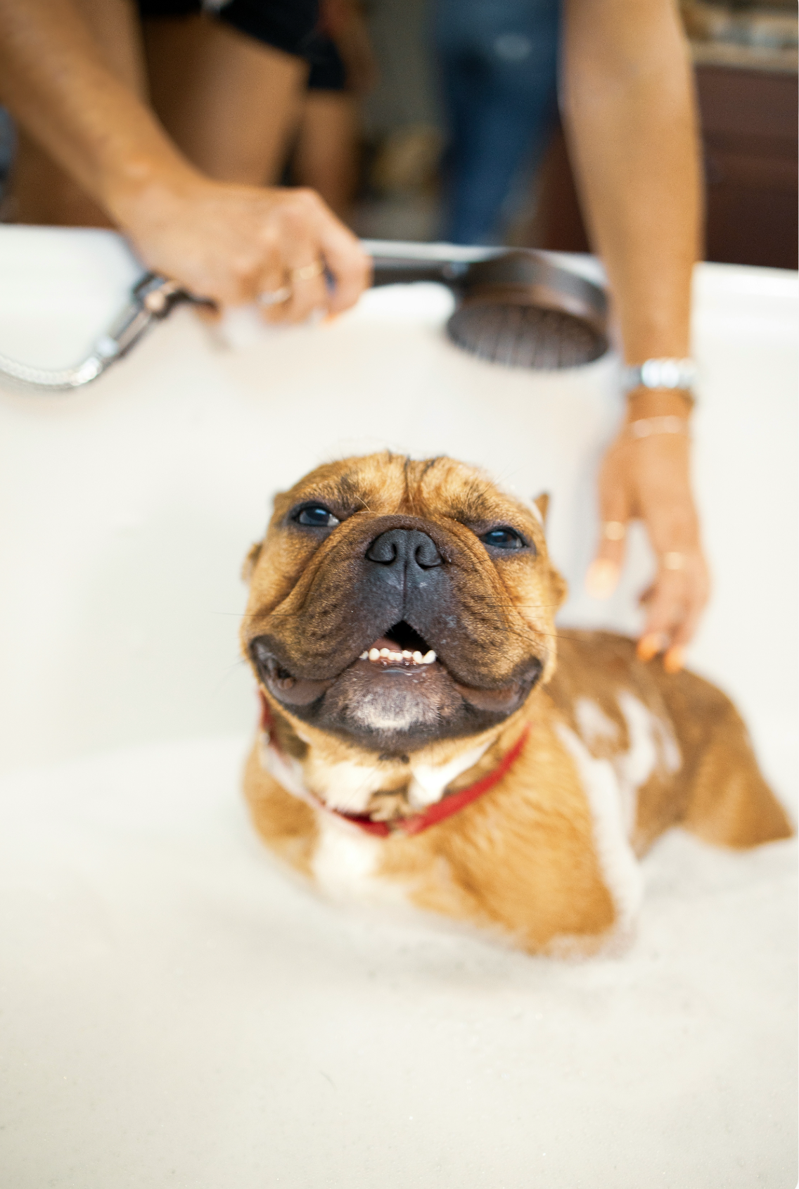 Sand + Paws Pet Shampoo & Conditioner - Banana Cream