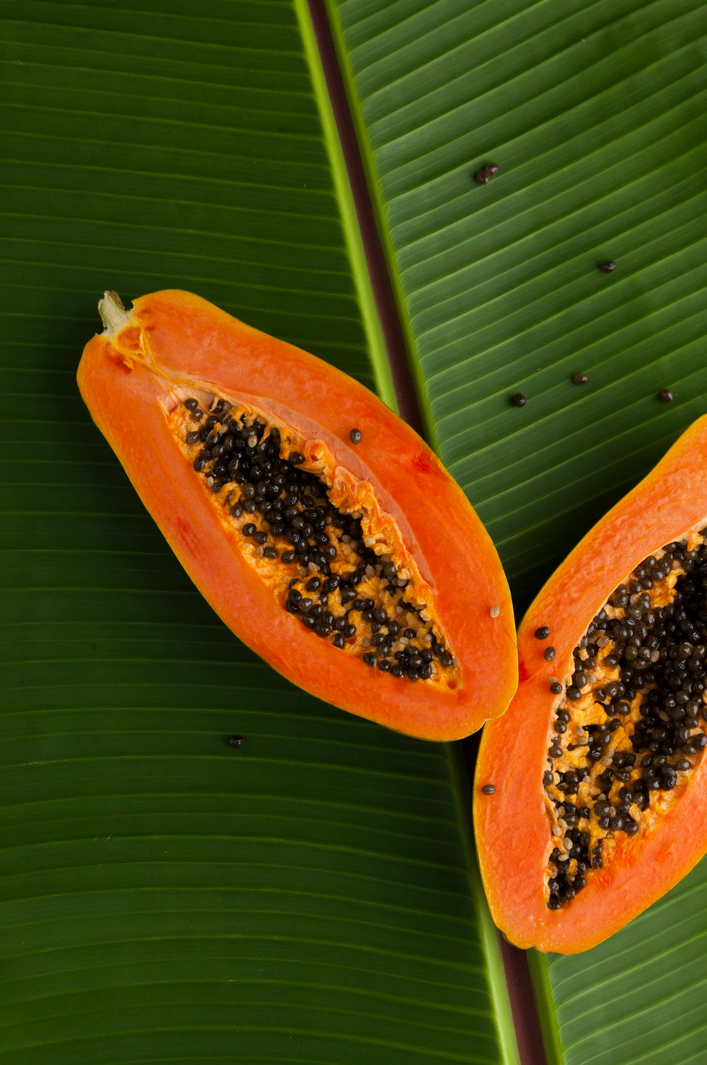 Island Papaya 12 oz scented candle | Shop Sand + Fog