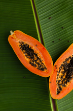 Island Papaya 12 oz scented candle | Shop Sand + Fog