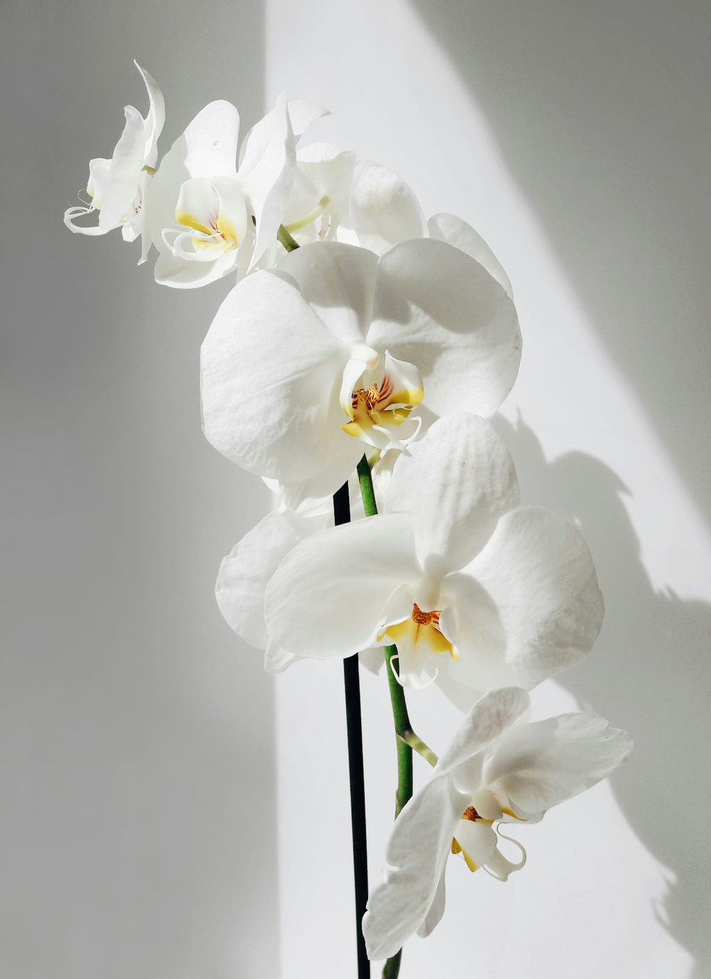Vanilla Orchid 16.9 oz Whipped Body Butter | Shop Sand + Fog