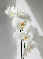 Vanilla Orchid 16.9 oz Whipped Body Butter | Shop Sand + Fog