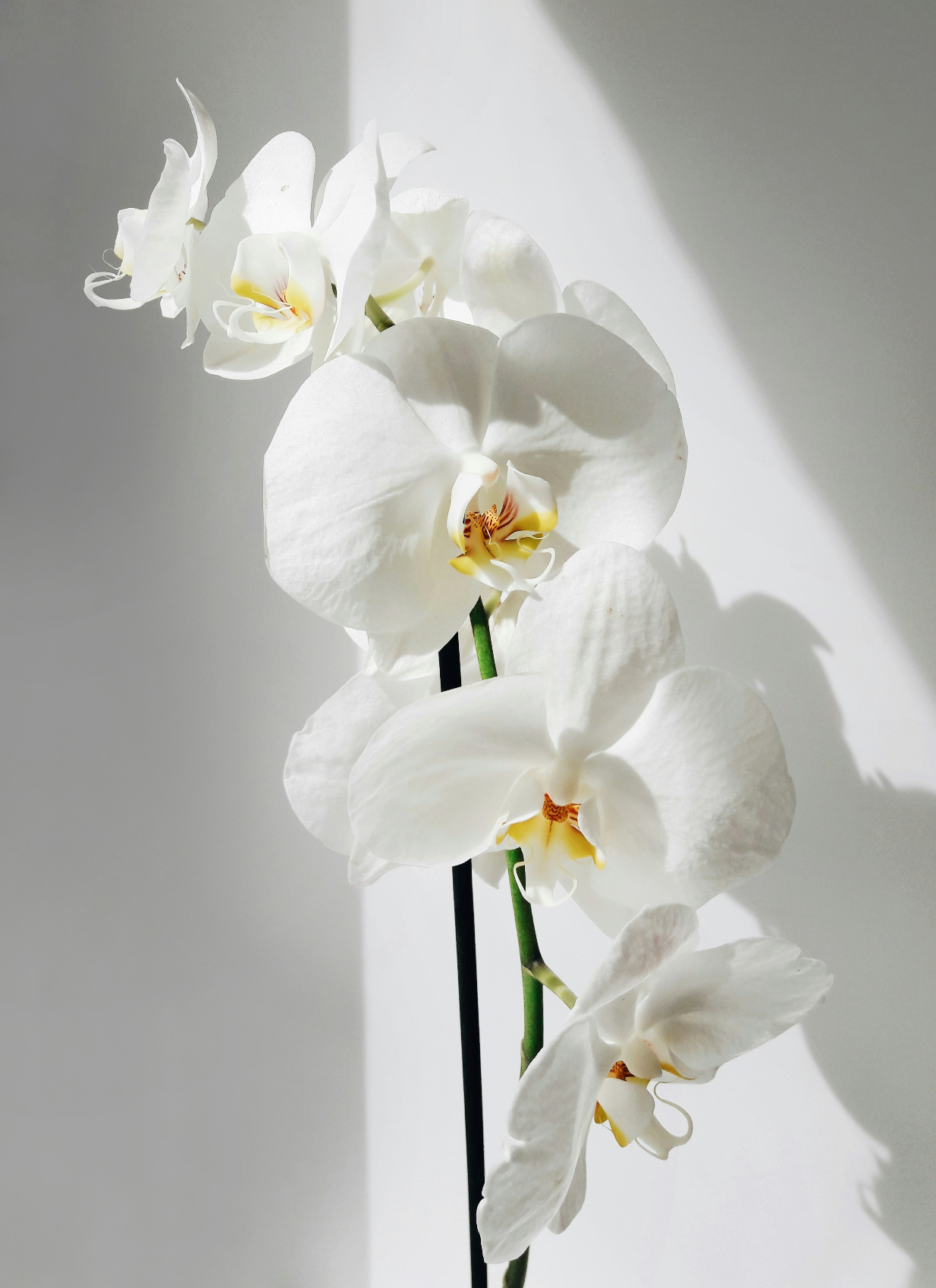 Vanilla Orchid 16.9 oz Whipped Body Butter | Shop Sand + Fog