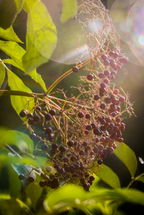 Elderberry Cider 12 oz scented candle | Shop Sand + Fog