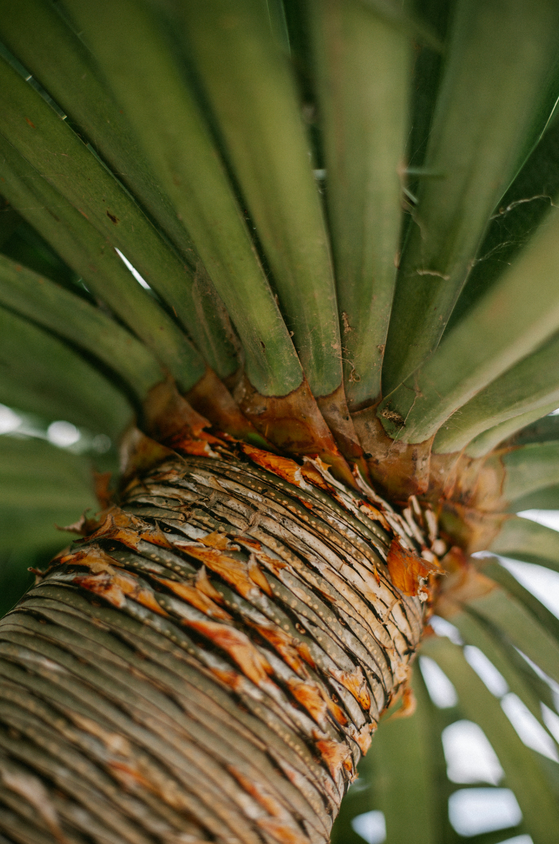 Driftwood & Pineapple 12 oz scented candle | Shop Sand + Fog