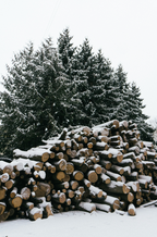 Firewood & Silver Fir 6 oz scented candle