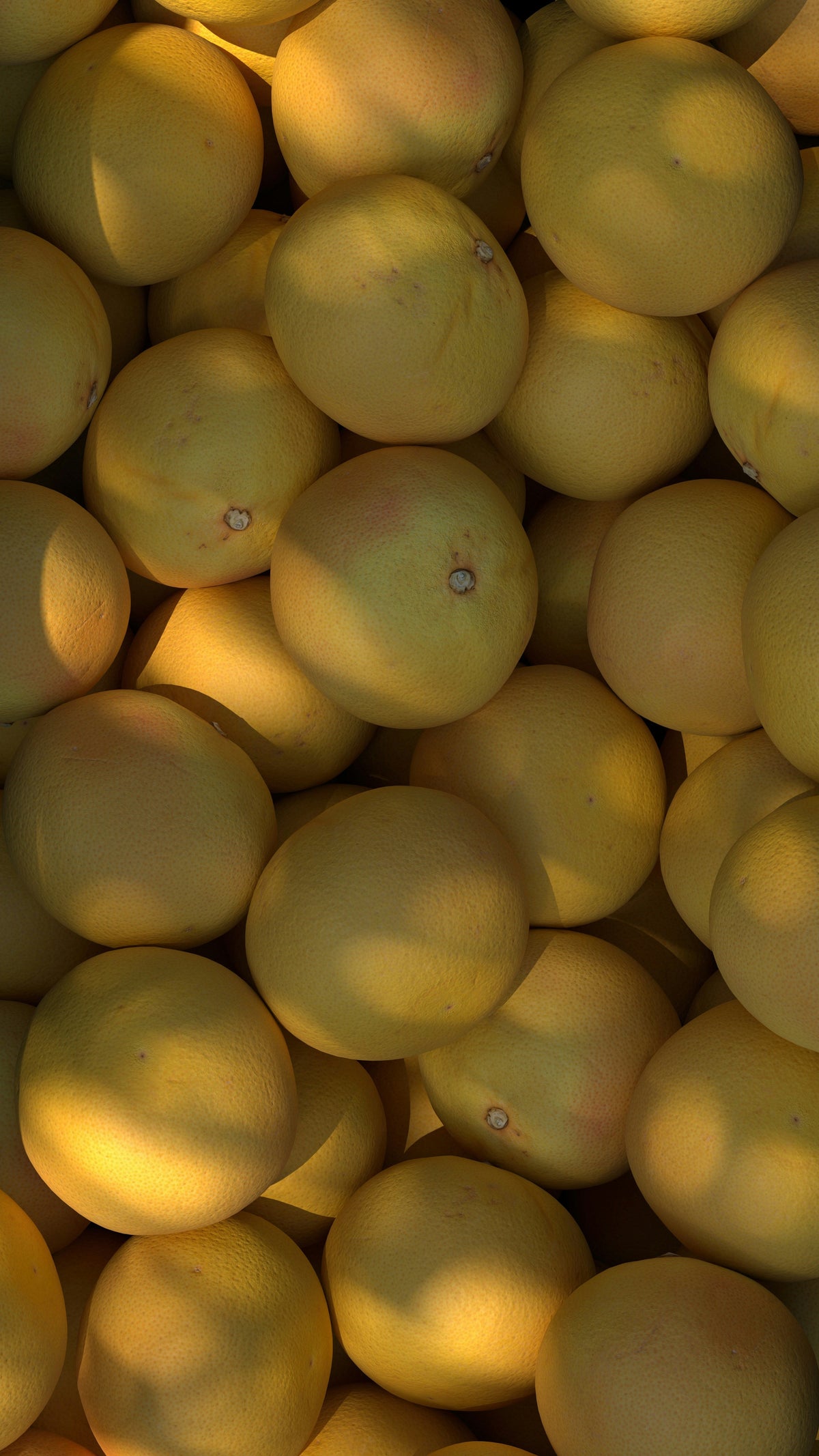 Sun Washed Citrus 12 oz scented candle | Shop Sand + Fog