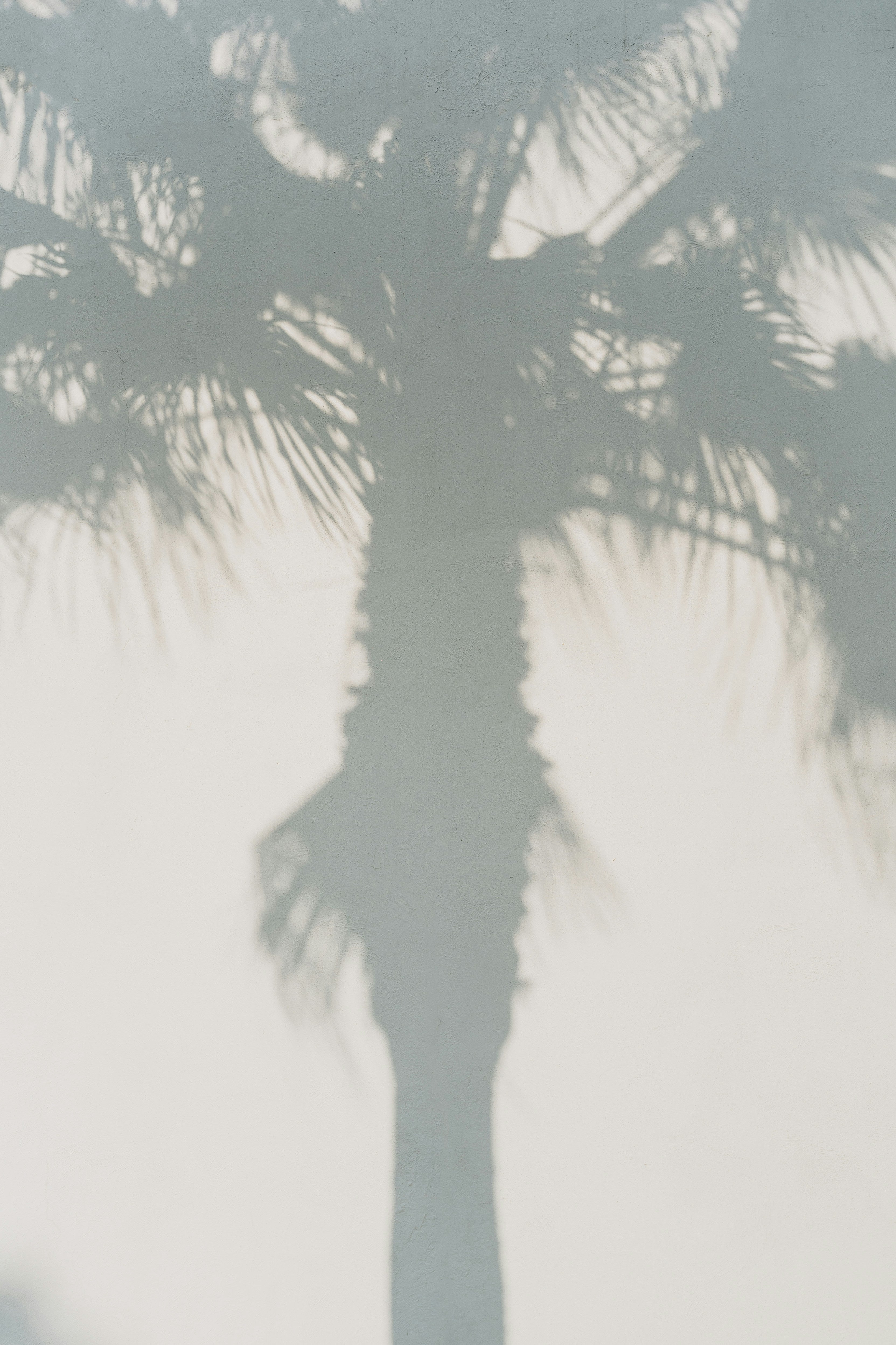 White Palm 50 ml Perfume Oil Dropper | Shop Sand + Fog