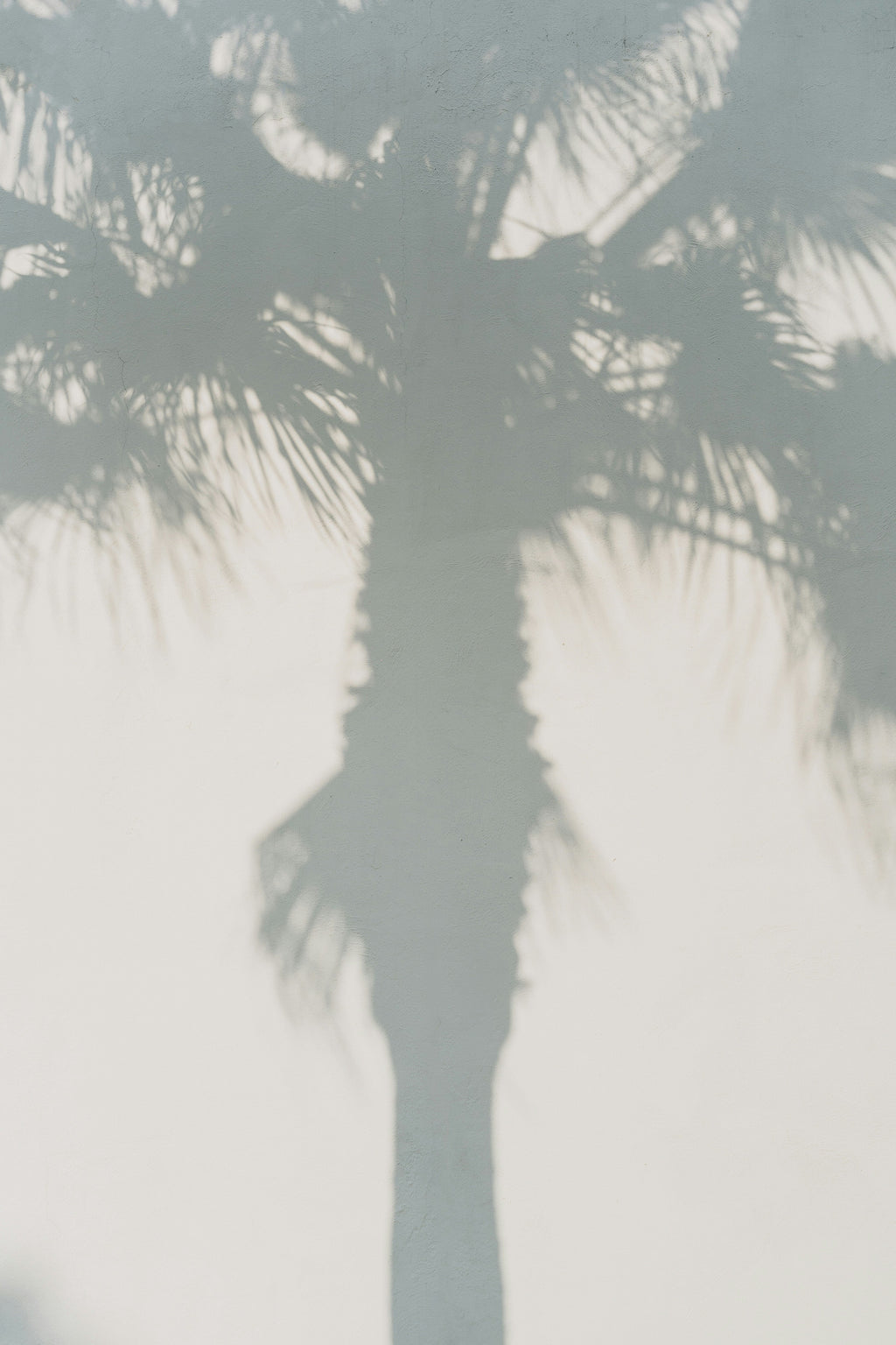 White Palm 100 ml Room Spray | Shop Sand + Fog