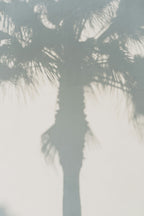 White Palm 100 ml Room Spray | Shop Sand + Fog