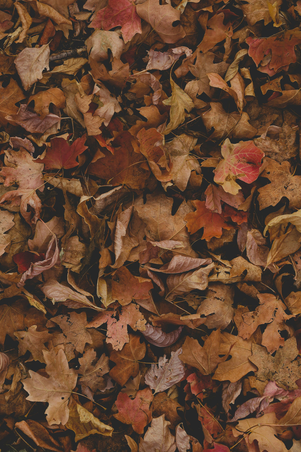 Fall Leaves 12 oz scented candle | Shop Sand + Fog