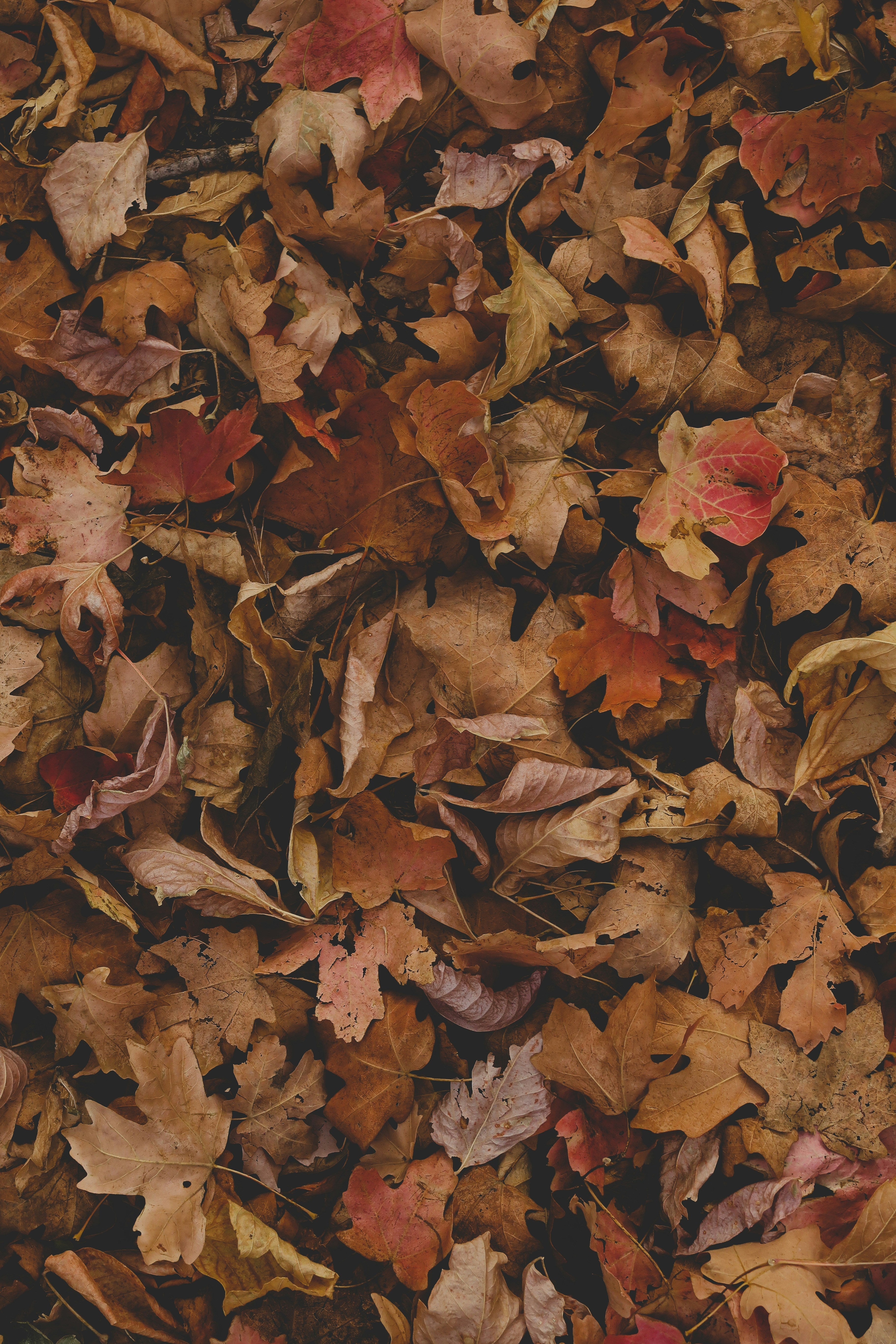 Fall Leaves 12 oz scented candle | Shop Sand + Fog
