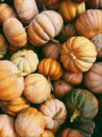 Sand + Paws Pumpkin Harvest 12 oz scented candle | Shop Sand + Paws