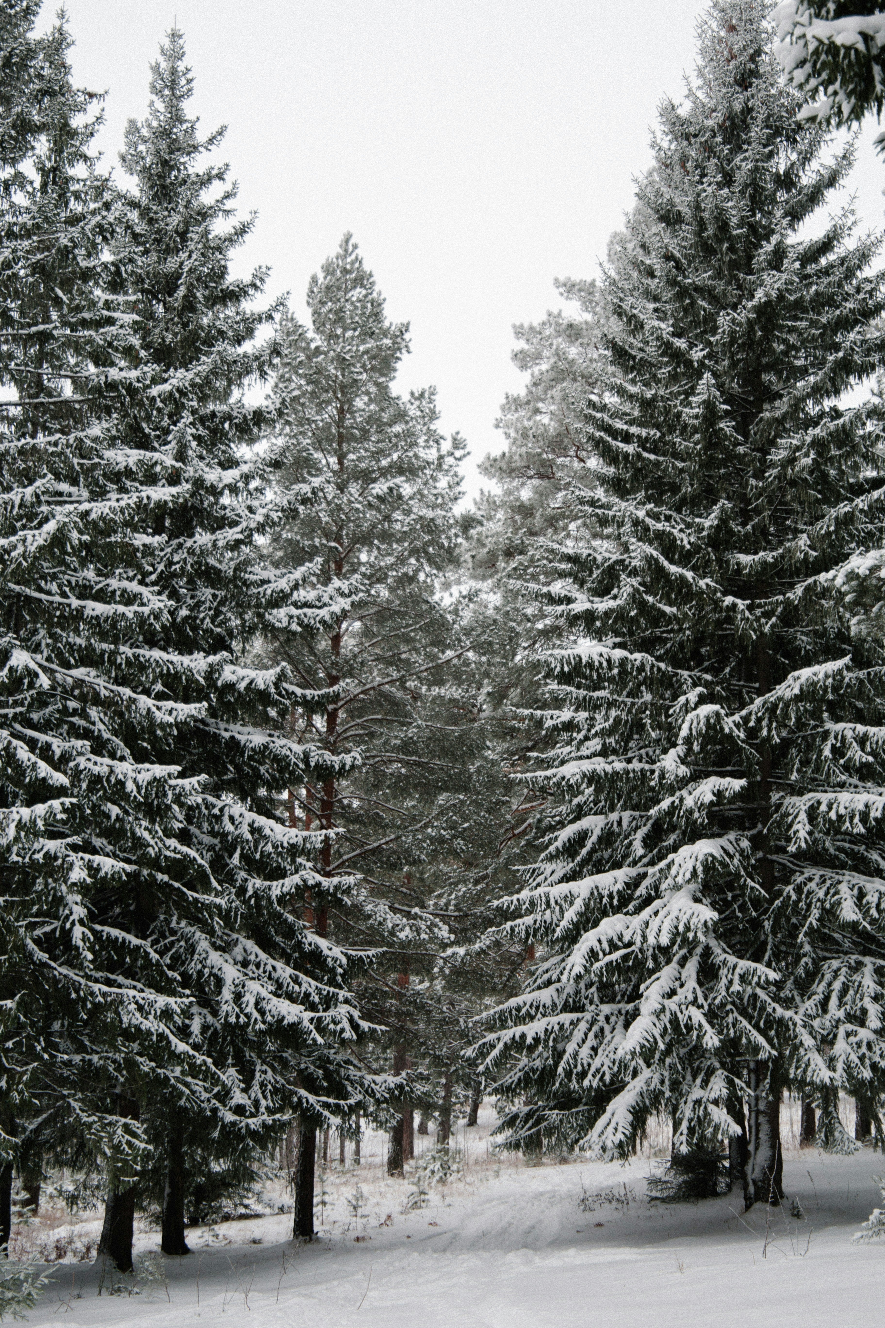 Winter Pine 12 oz scented candle